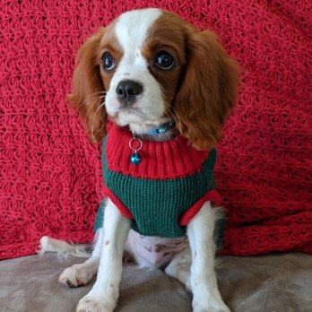 Hello Puppies - Pet Breeders Near Me - Temecula, California Hello Puppies - Pet Breeders Near Me - Temecula, California