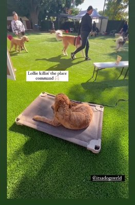 Board-N-Train - Board-N-Train student, Louie is working on impulse control around a high distraction group class with the "Place Command"! Board-N-Train - Board-N-Train student, Louie is working on impulse control around a high distraction group class with the "Place Command"!