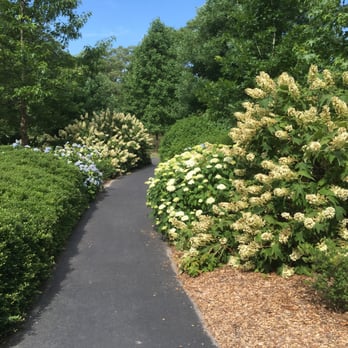 Olmsted Park Linear Alliance - Pathway through varieties of blooming hydrangeas at Olmsted Linear Park. - Parks Near Me - Atlanta, Georgia Olmsted Park Linear Alliance - Pathway through varieties of blooming hydrangeas at Olmsted Linear Park. - Parks Near Me - Atlanta, Georgia