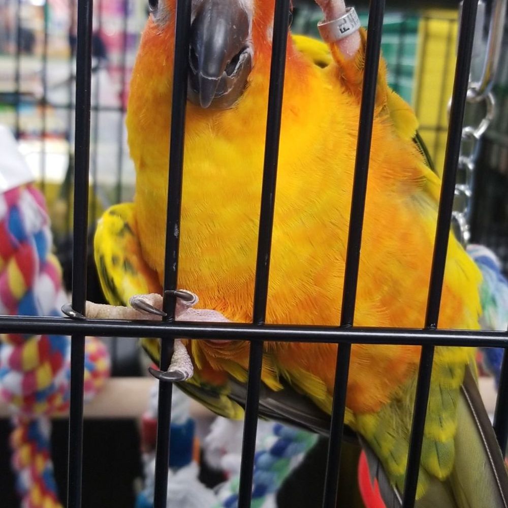 Come buy Tiki! Soooo cute!