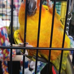Come buy Tiki! Soooo cute!