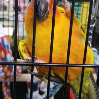 Pet Supplies Plus Chicago - Come buy Tiki! Soooo cute! - Pet Groomers Near Me - Chicago, Illinois