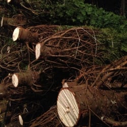 Oliver Holt And Sons Christmas trees - Trees!!
