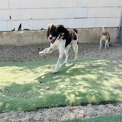 Rocky Mountain K9