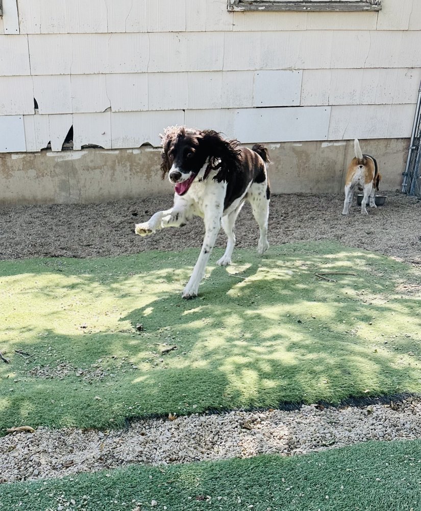 Rocky Mountain K9 - pet boarding facility in American Fork, UT