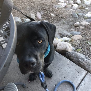 Wholesome Cafe - Sarge hoping wed share! Oh that would be a no. - Coffee & Tea Near Me - Cottonwood, Arizona Wholesome Cafe - Sarge hoping wed share! Oh that would be a no. - Coffee & Tea Near Me - Cottonwood, Arizona