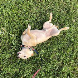 Perry Paw Dog Park