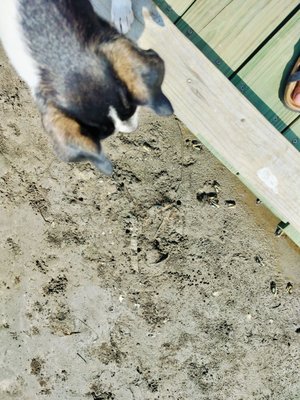 Sea Rim State Park by null