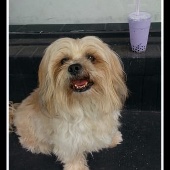 Honey Bubble - Taro slushies from Honey Bubble even make my pooch smile.  :) - Bubble Tea Near Me - Atlanta, Georgia