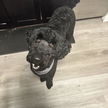 The Crafted Canine - Pet Groomers Near Me - Indianapolis, Indiana