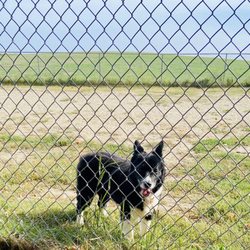 Kennebunk Dog Park