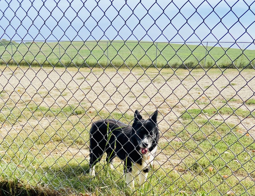 KENNEBUNK DOG PARK 29 Photos 36 Sea Rd, Kennebunk, Maine Dog