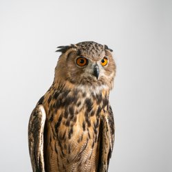 Camera Land