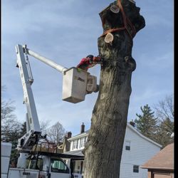 Parks Tree West