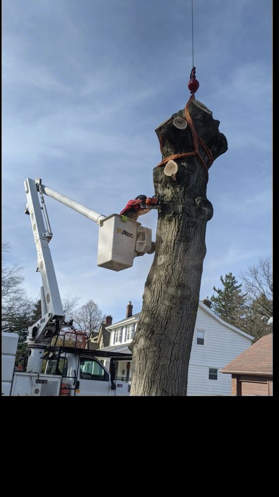 Parks Tree West - tree service in Westlake, OH
