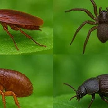 Superior Pest Management - Cockroaches-Spiders-Fleas - Pest Control Near Me - Kannapolis, North Carolina Superior Pest Management - Cockroaches-Spiders-Fleas - Pest Control Near Me - Kannapolis, North Carolina