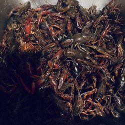 168 Seafood Market - Live crawfish @$7.99/lb.