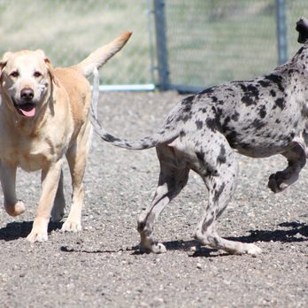 Sunrise Pet Lodge - Pet Sitting Near Me - Casper, Wyoming Sunrise Pet Lodge - Pet Sitting Near Me - Casper, Wyoming
