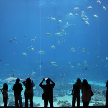 Georgia Aquarium - Aquariums Near Me - Atlanta, Georgia