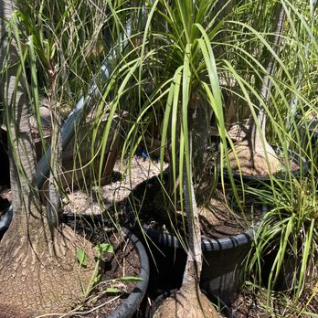 All Tropical Palms - Ponytail Palm - Nurseries & Gardening Near Me - Gilroy, California