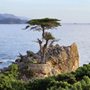 The Lone Cypress