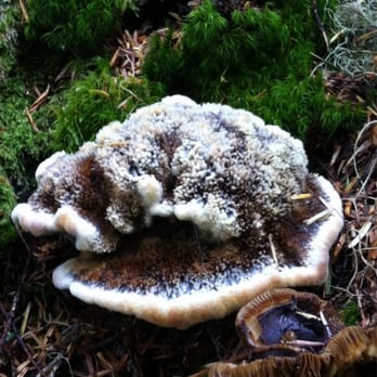 Mount Ellinor - Mushroom - Hiking Near Me