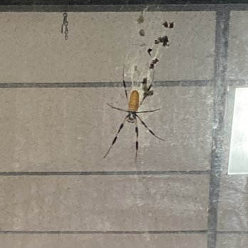 Speedway - Massive spider - Gas Stations Near Me - Wilmington, North Carolina Speedway - Massive spider - Gas Stations Near Me - Wilmington, North Carolina