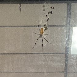 Speedway - Massive spider