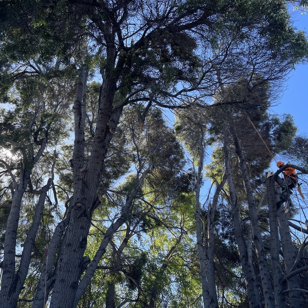Rivas Tree Services - Cutting them down - Tree Services Near Me Rivas Tree Services - Cutting them down - Tree Services Near Me