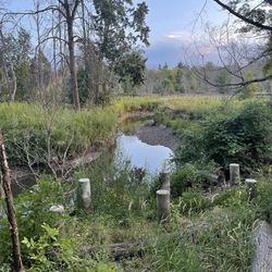 Rattray Marsh