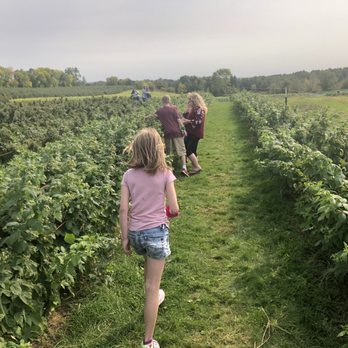 Afton Apple Orchard - Picking raspberries! - Fruits & Veggies Near Me - Hastings, Minnesota Afton Apple Orchard - Picking raspberries! - Fruits & Veggies Near Me - Hastings, Minnesota