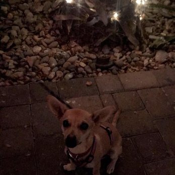 32 Shea - Lulu is the best dinner date! Love this place! - Coffee & Tea Near Me - Phoenix, Arizona 32 Shea - Lulu is the best dinner date! Love this place! - Coffee & Tea Near Me - Phoenix, Arizona