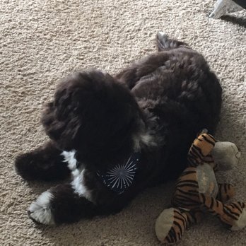 Doggy Studio - Relaxing - Pet Groomers Near Me - Tamarac, Florida