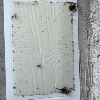 Texas Elite Xterminatorz - Pest Control Near Me - Euless, Texas Texas Elite Xterminatorz - Pest Control Near Me - Euless, Texas