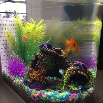 PetSmart - Pet Groomers Near Me - Foothill Ranch, California