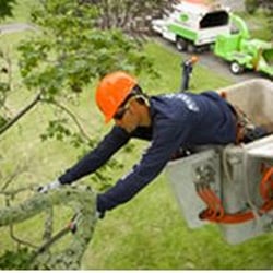 Toledo Tree Service