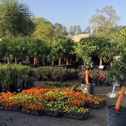 Discount Plants of Florida - Flowers