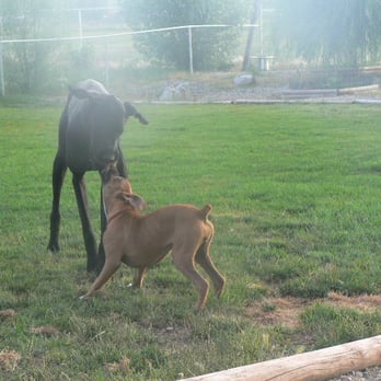 The Pet Palace - Pet Sitting Near Me - Emmett, Idaho The Pet Palace - Pet Sitting Near Me - Emmett, Idaho