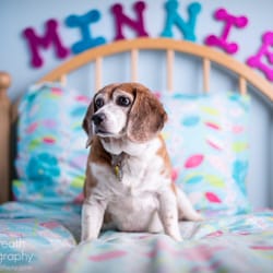 Dog Breath Photography - Minnie in her bedroom.