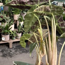 Pike Nurseries