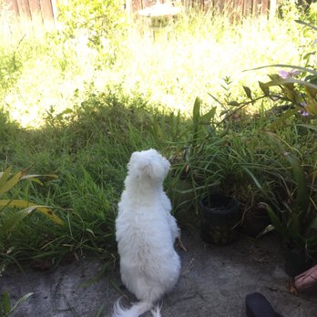 Mr. Pavers - Its a jungle scene to watch for our doggie - Masonry/Concrete Near Me - San Ramon, California Mr. Pavers - Its a jungle scene to watch for our doggie - Masonry/Concrete Near Me - San Ramon, California