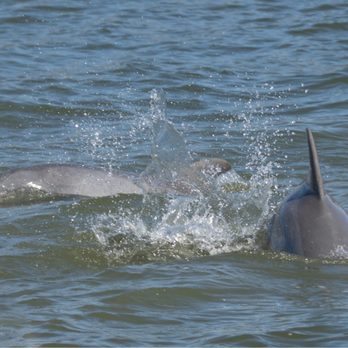Adventures In Paradise - Dolphins! - Boating Near Me - Fort Myers, Florida
