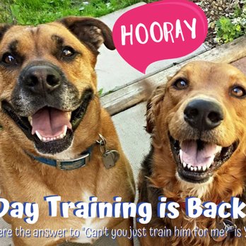 Stellar Pets Training & Behavior - Day Training: we will train your dog FOR you! - Pet Training Near Me Stellar Pets Training & Behavior - Day Training: we will train your dog FOR you! - Pet Training Near Me