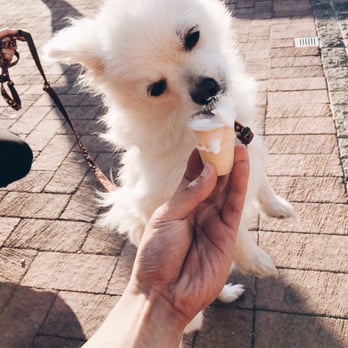 Murphys Ice Cream Parlor - THEY SERVE PUPPY CONES !!! - Ice Cream & Frozen Yogurt Near Me - Mississauga, Ontario Murphys Ice Cream Parlor - THEY SERVE PUPPY CONES !!! - Ice Cream & Frozen Yogurt Near Me - Mississauga, Ontario