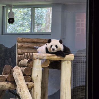 Smithsonian National Zoological Park - Pandas - Zoos Near Me - Washington, DC, District of Columbia Smithsonian National Zoological Park - Pandas - Zoos Near Me - Washington, DC, District of Columbia