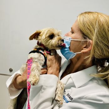 Eye Care for Animals - Pasadena - Kissing Dr Hoffman on a 6 months post op revisit. Thank you Dr Hoffman for giving this young dog her eye sight. - Veterinarians Near Me - Pasadena, California Eye Care for Animals - Pasadena - Kissing Dr Hoffman on a 6 months post op revisit. Thank you Dr Hoffman for giving this young dog her eye sight. - Veterinarians Near Me - Pasadena, California