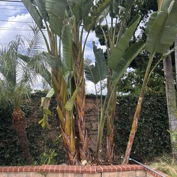 Poly Timber Tree Service - After trimming birds of paradise - Tree Services Near Me - Pico Rivera, California Poly Timber Tree Service - After trimming birds of paradise - Tree Services Near Me - Pico Rivera, California