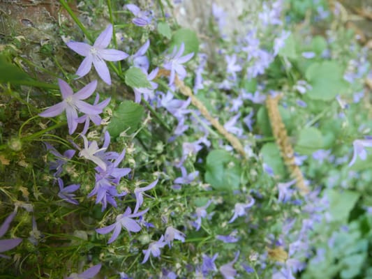 The Hill Garden and Pergola by null