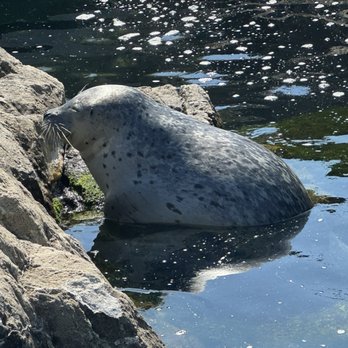 New York Aquarium - Harbor Seal chilling - Zoos Near Me - Brooklyn, New York New York Aquarium - Harbor Seal chilling - Zoos Near Me - Brooklyn, New York