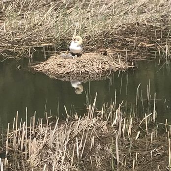 Turning Point Park - Family of swans! - Parks Near Me - Rochester, New York